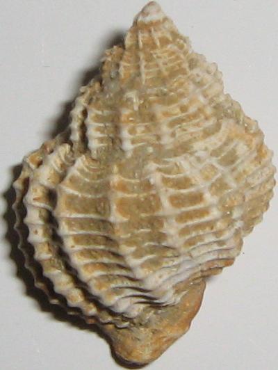 Cancellaria cancellata (Linn�, 1758) pliocene - Toscana
